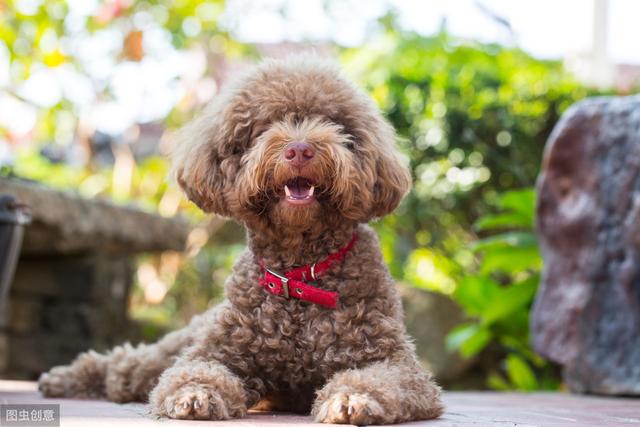 贵宾犬怎么养 贵宾犬怎么养（贵宾犬什么颜色最贵） 动物