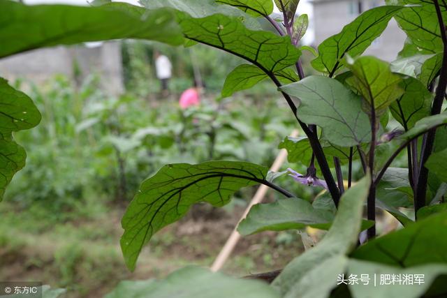 蔬菜地杂草多又多，如何除去有技巧，奉上曹老师除草剂使用攻略！4