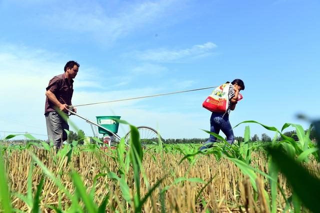 除草剂助剂开始普及，极大提高玉米田除草效果，它有哪些种类？9