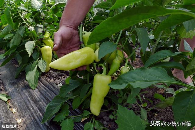 辣椒植株旺长会导致花果量减少，辣椒旺长原因和控旺方法要掌握好10