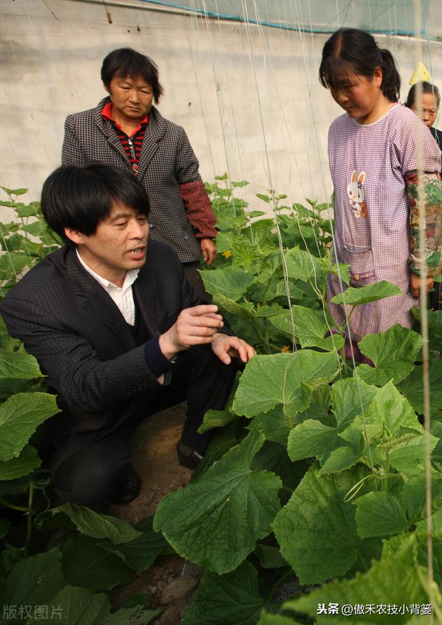 黄瓜发生“花打顶”问题不用愁，诱发原因和解决方法这都有13