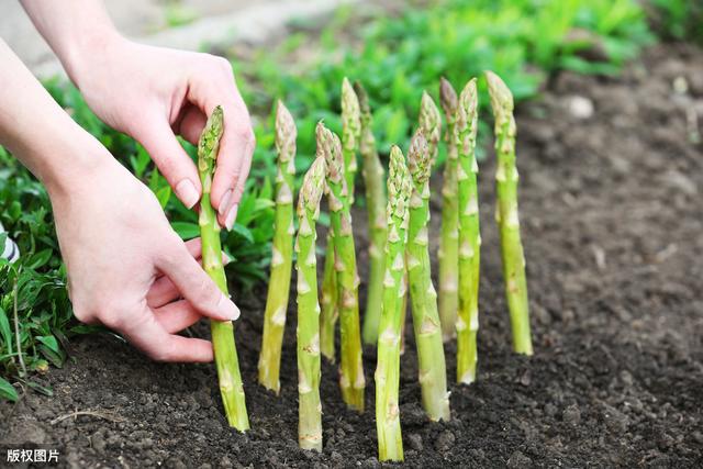 氯苯嘧啶醇——蔬菜常用叶面喷洒农药杀菌剂，具有预防、治疗作用5