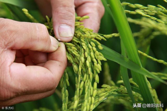 除虫脲你不知道的秘密，这几个配方杀虫又杀螨，经济实惠无公害3