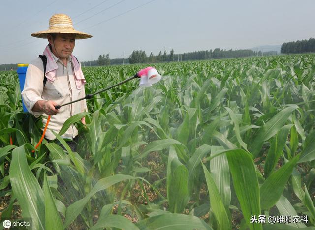 玉米控旺最好的药剂，集控旺、抗倒、增产于一身，增产可达30%3