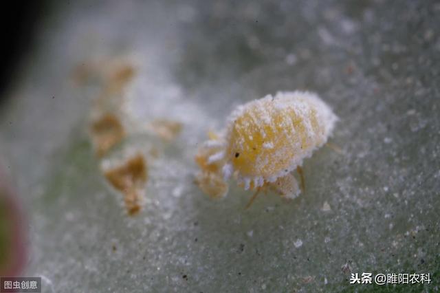 这个药专杀最难治的绿盲蝽、介壳虫、烟粉虱等害虫，喷一次管半月3