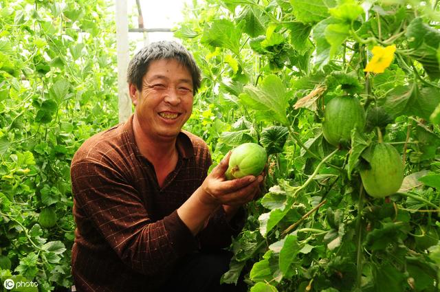 甜瓜出现萎蔫死秧可能枯萎病，搞好田间管理4招有效防治效果好