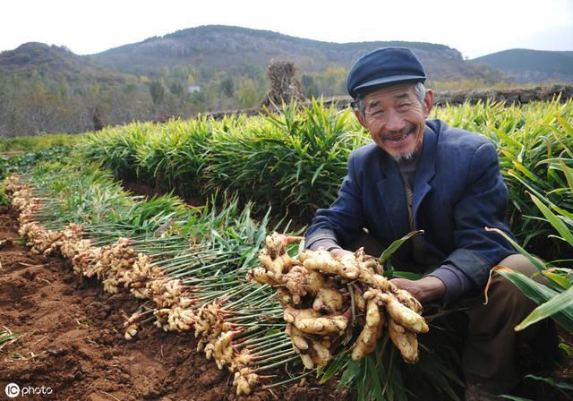 为何有些农民喷洒草甘膦时，喜欢添加柴油、洗衣粉？你看作用是啥