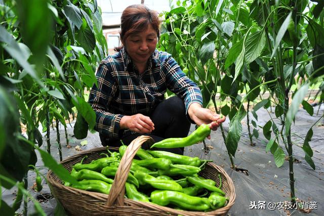 蔬菜作物容易发生茶黄螨，巧妙防治才能保证后期优收和高产2