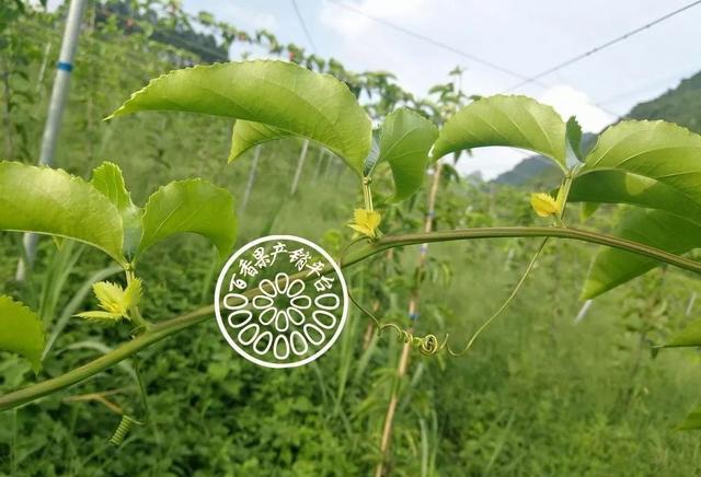 百香果落花严重、开花结不了果，花芽黄化，到底怎么回事？5