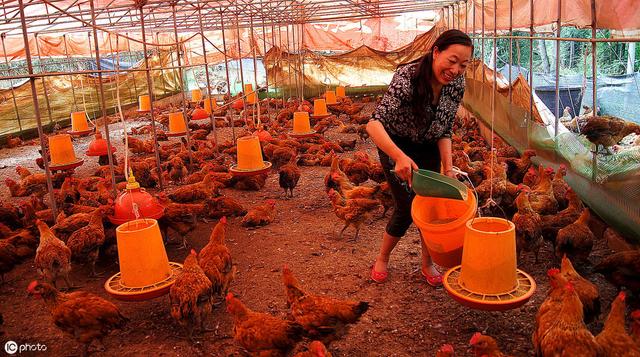 养鸡大棚建造一万只鸡多少钱（鸡场大棚建造多少钱一平方米-）