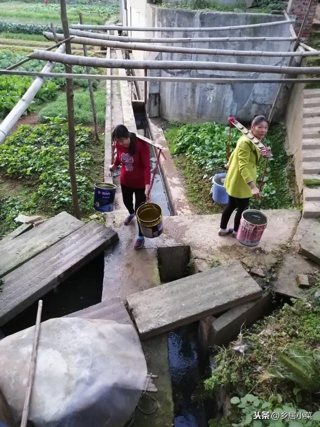 油麦菜细茎中空、抽薹？通过加强土壤间作套种等管理，延长采收期11