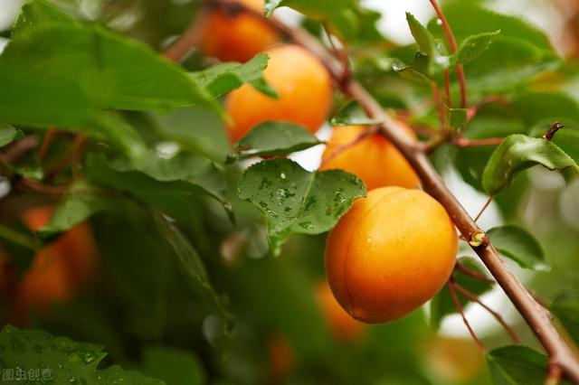 详解杏树栽培管理，来学学杏树播种、嫁接管理，病虫害防治3