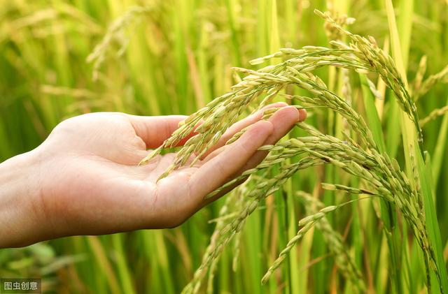 合川水稻病虫害防治，提高农户的经济收入，一起来学学吧9