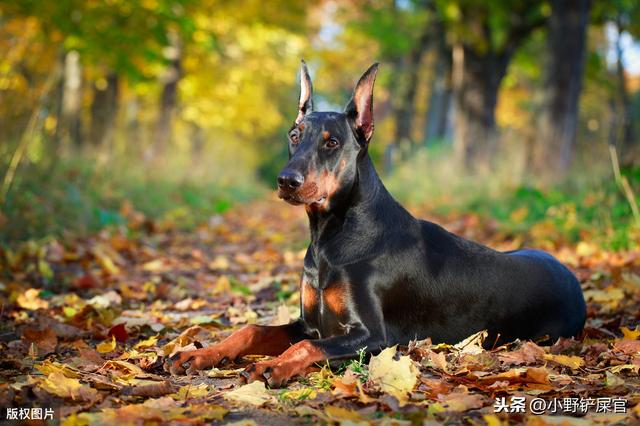 杜宾犬打架