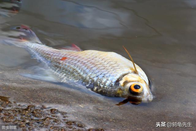 辟谣：水霉病不能按真菌性鱼病治疗？错！这是对水霉菌的一知半解3