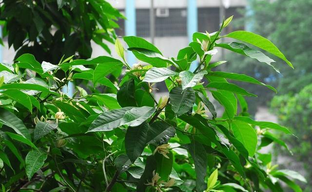 白兰花树 白兰花树（白兰花属于什么植物） 生活