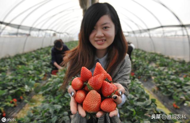 这个新药专治白粉病、锈病，活性比三唑酮高3倍，喷一次管40天