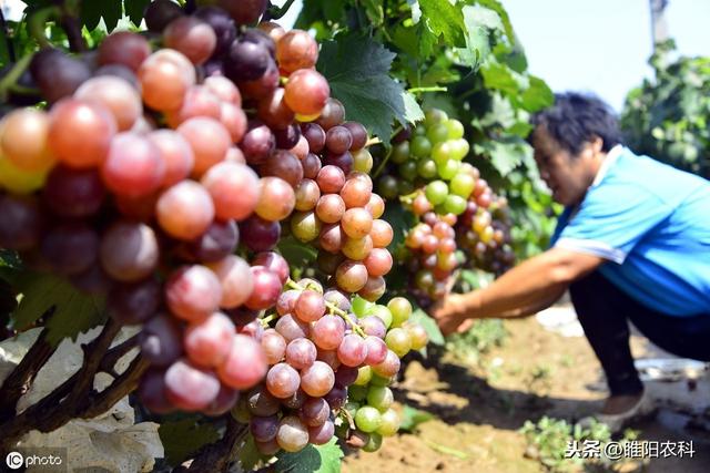 这个药是果树专用保花保果、膨大、增产、美果药剂，效果特好3