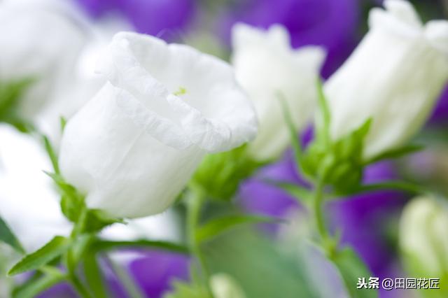 风铃花 风铃花（风铃花折纸教程） 生活
