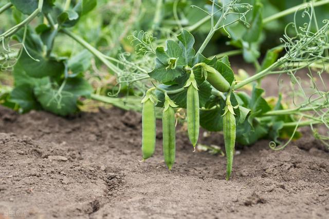 长寿仁豌豆怎么做好吃 长寿仁豌豆高产栽培技术，加强田间管理，提高豌豆的产量和质量