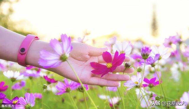 格桑花的寓意 格桑花的寓意（西藏格桑花的寓意） 生活