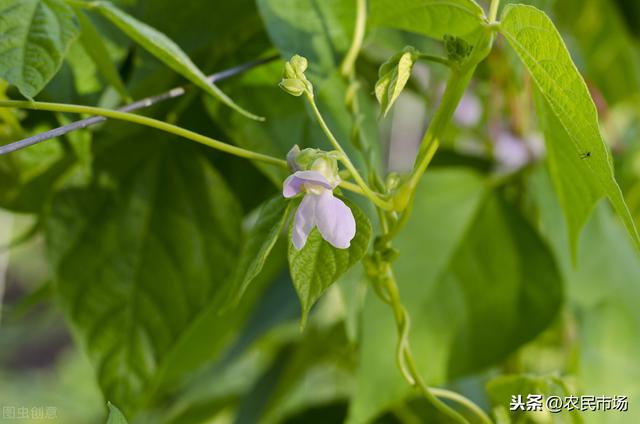 大棚芸豆冬春茬栽培技术，产量高不高！这几步很关键5