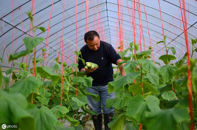 总结：蔬菜种植户该如何辨别，作物的真菌病、细菌病和病毒病害？