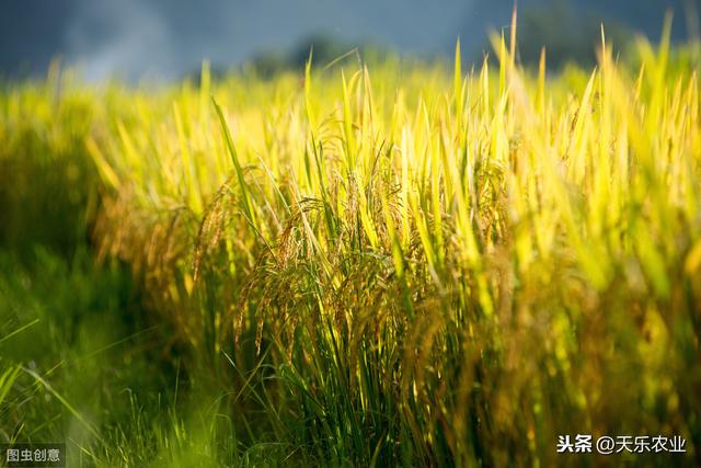 水稻种植中的抗病技术，掌握好下面几点，管理轻松产量高2