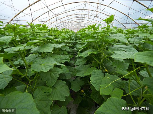 最强的生物菌，四小时增殖10万倍，能治90%的真菌、细菌病害