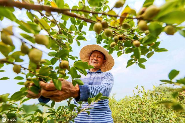 油茶主要病虫害发生特点及防治技术1