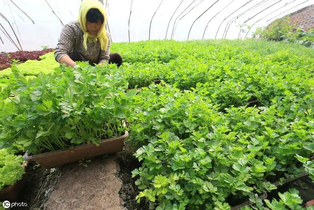 秋季低温多湿，芹菜二尾蚜来袭能不能防住这个害虫，就看这次了11