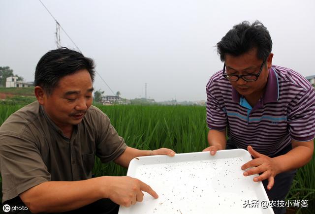 蓟马防治不当会降低作物的产量品质！学会这些蓟马防治不犯愁7