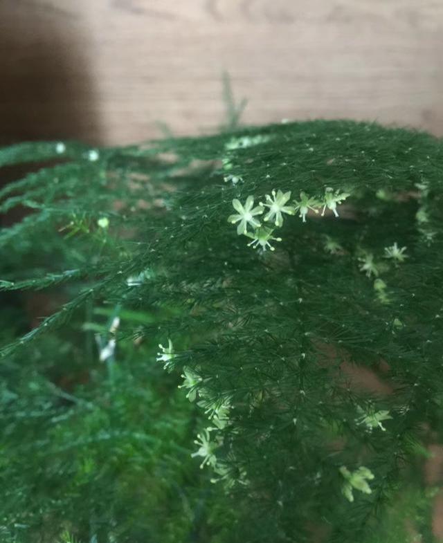 文竹开花 文竹开花（文竹开花的样子） 生活