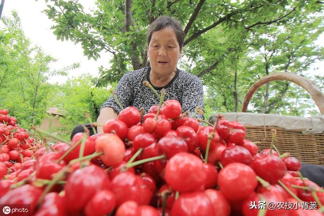 桃小食心虫蛀食果实危害大，多种果树受害如何防治？7