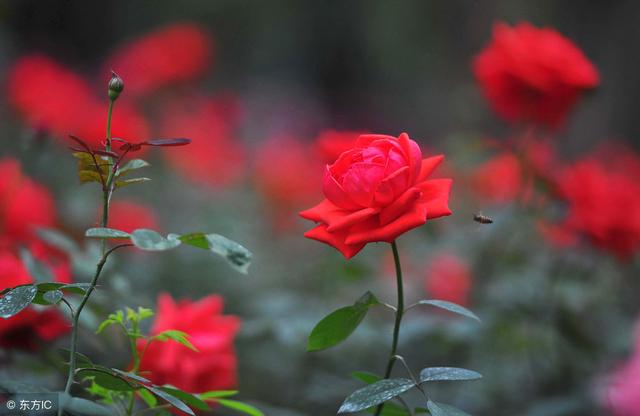 11朵玫瑰花语