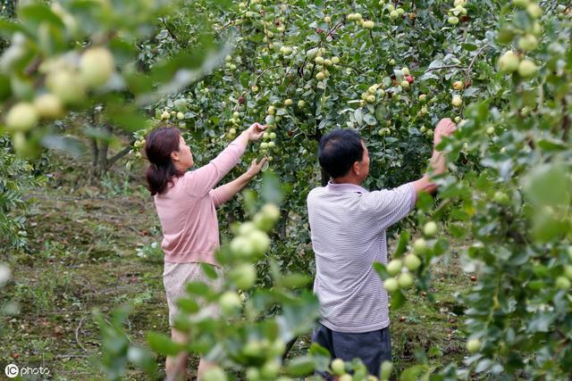 春季枣树现在喷什么农药?枣园能用哪些除草剂？如何防治病虫害2