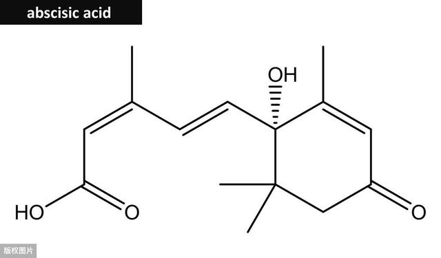 脱落酸的理化性质、作用及农业应用1