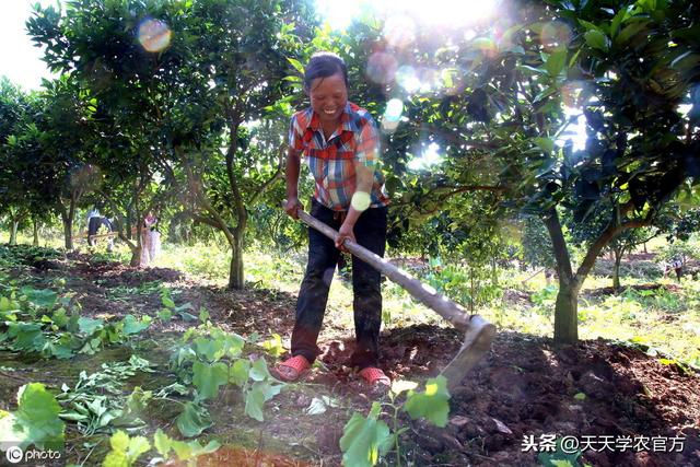 天气变热，果园里这种小蛾子开始“作妖”，你可知道防治方法？