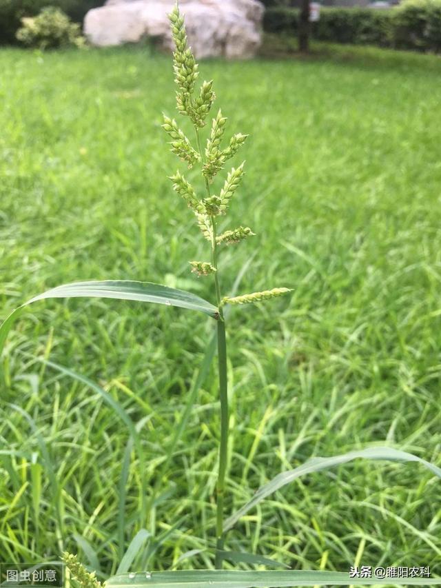 稻田优秀除草剂，能杀几十种杂草，持效期长，安全高效3