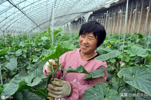 这个药正打反死，专杀蚜虫、蓟马、飞虱、粉虱等害虫，几分钟见效1