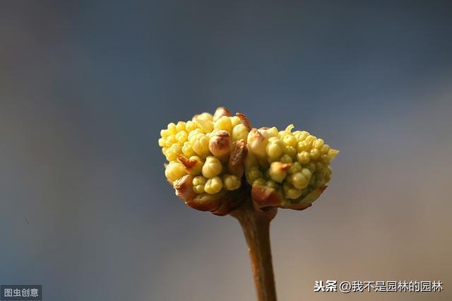 暴马丁香 暴马丁香（暴马丁香桑黄） 生活
