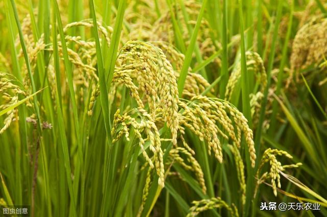 水稻种植中的抗病技术，掌握好下面几点，管理轻松产量高