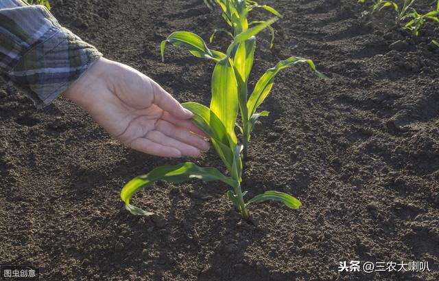 玉米除草，用什么除草剂效果好？配方公开，供大家参考