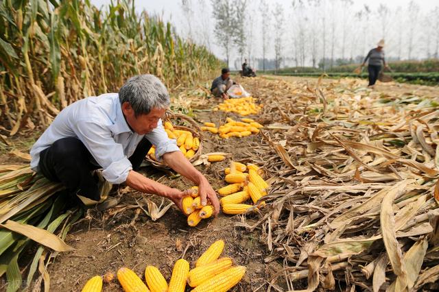 玉米顶腐病严重威胁玉米产量！农户该如何防治？