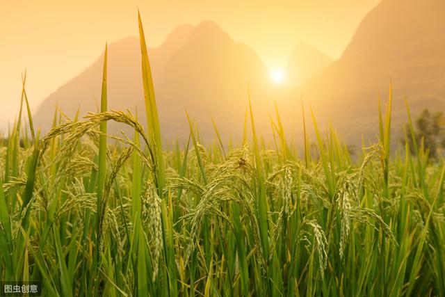 掌握水稻苗期常见的病害及防治方法，培育壮苗很简单5