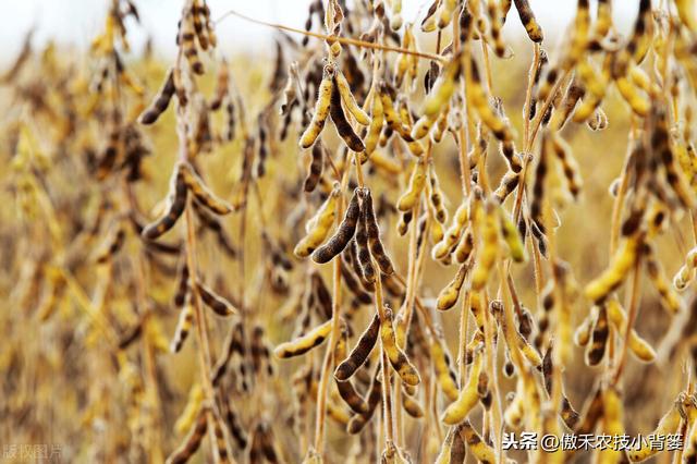 大豆有花无荚、有荚无籽、有籽干瘪、落花落荚的原因与防治技巧8