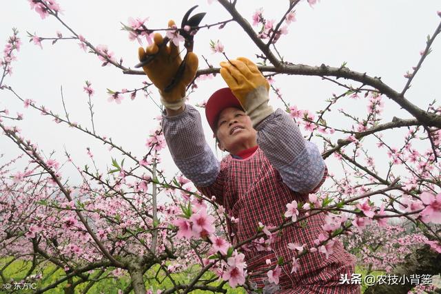 桃树流胶病年年发生、年年难防治，学会这些方法立体有效防治！3