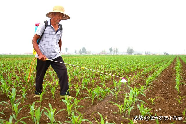 芸苔素内酯虽然好，但更要知道它好在哪、怎么选、怎么用才更好13