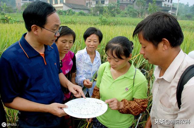 这个药正打反死，专杀蚜虫、蓟马、飞虱、粉虱等害虫，几分钟见效4