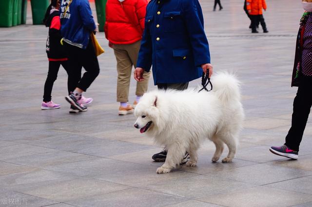 萨摩犬舍